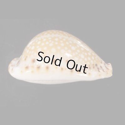 画像3: ラマルクダカラ