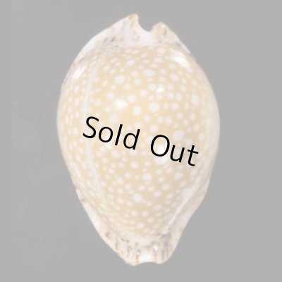 画像1: ラマルクダカラ