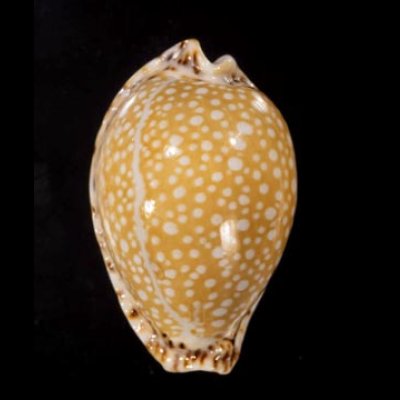 画像1: ラマルクダカラ