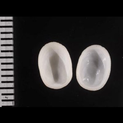 画像2: ワタゾコシロアミガサ