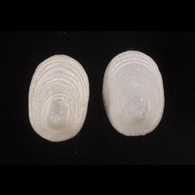 画像1: ワタゾコシロアミガサ