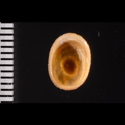 ミヤコドリ Cinnalepeta pulchellafig.2