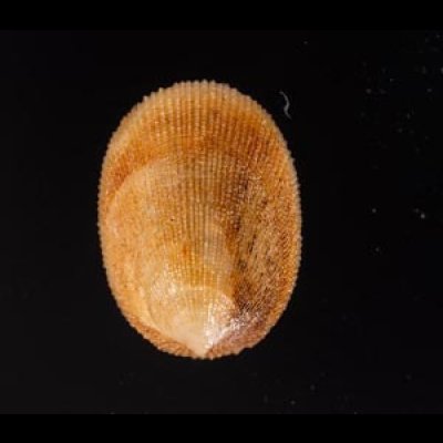 ミヤコドリ Cinnalepeta pulchellafig.1
