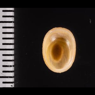 ミヤコドリ Cinnalepeta pulchellafig.2