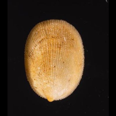ミヤコドリ Cinnalepeta pulchellafig.1