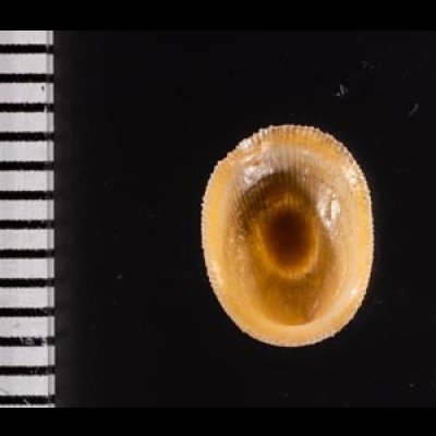 ミヤコドリ Cinnalepeta pulchellafig.2