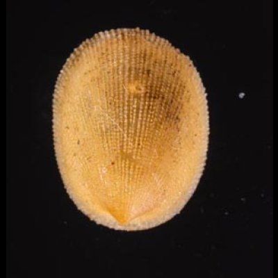 ミヤコドリ Cinnalepeta pulchellafig.1