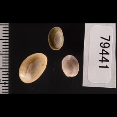 コビトボウシガイの一型 Patina pellucida laevisfig.2