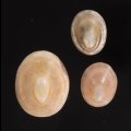 コビトボウシガイの一型
