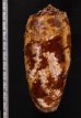 アンボイナ Conus geographusfig.2