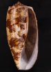 アンボイナ Conus geographusfig.1