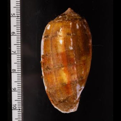 シロアンボイナ Conus tulipafig.2