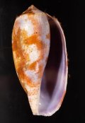 Conus tulipa シロアンボイナ