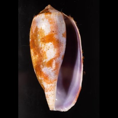 シロアンボイナ Conus tulipafig.1