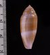 コドングリイモ Conus granumfig.2