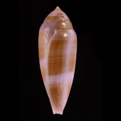 コドングリイモ Conus granumfig.3