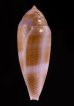 コドングリイモ Conus granumfig.3