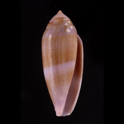 コドングリイモ Conus granumfig.1