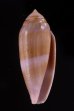 コドングリイモ Conus granumfig.1