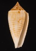 Conus asiaticus lovellreevei マドラスキジビキイモ