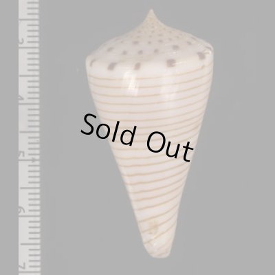 ヒラセイモ Conus hiraseifig.2