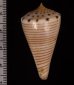 ヒラセイモ Conus hiraseifig.2