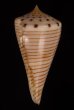 ヒラセイモ Conus hiraseifig.3