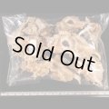 ニセバライロバショウ SALE！