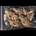ニセバライロバショウ SALE！