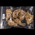 ニセバライロバショウ SALE！