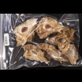 ニセバライロバショウ SALE！
