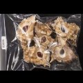 ニセバライロバショウ SALE！