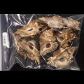 ニセバライロバショウ SALE！
