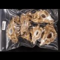 ニセバライロバショウ SALE！
