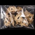 ニセバライロバショウ SALE！