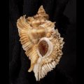 ニセバライロバショウ SALE！