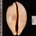 インドハラダカラ Leporicypraea mappa geographicafig.2