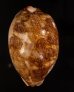 インドハラダカラ Leporicypraea mappa geographicafig.1