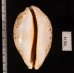 インドハラダカラ Leporicypraea mappa geographicafig.2