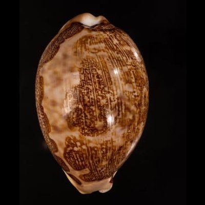 インドハラダカラ Leporicypraea mappa geographicafig.1