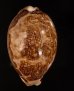 インドハラダカラ Leporicypraea mappa geographicafig.1