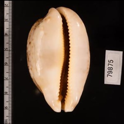 インドハラダカラ Leporicypraea mappa geographicafig.2
