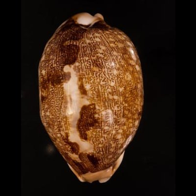 インドハラダカラ Leporicypraea mappa geographicafig.1