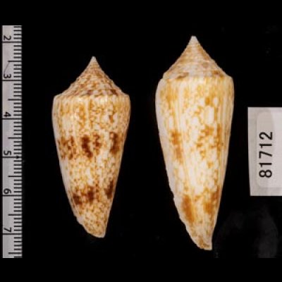 画像2: カイオウイモ