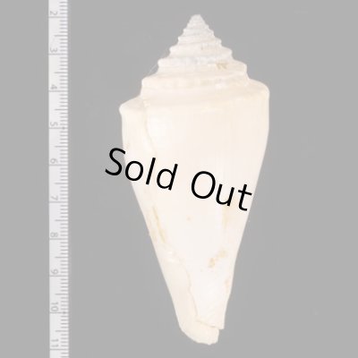 テラマチイモ Conus teramachiifig.2