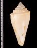 テラマチイモ Conus teramachiifig.2
