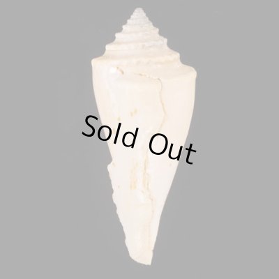 テラマチイモ Conus teramachiifig.3