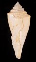 テラマチイモ Conus teramachiifig.3