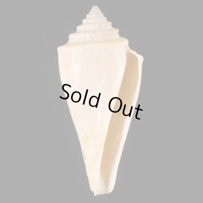 テラマチイモ Conus teramachiifig.1