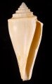 テラマチイモ Conus teramachiifig.1